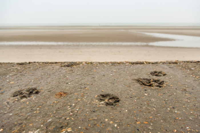 Belgian Coast